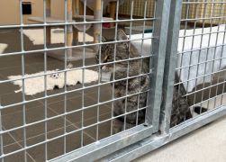 25 Jahre Tierheim In Jena Jubilaeum Mit Grossem Fest Gefeiert 09